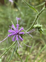 Liatris squarrosa