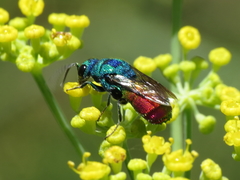 Chrysis comparata