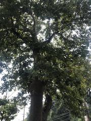 Platanus occidentalis