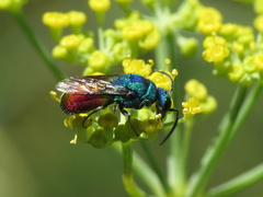 Chrysis comparata