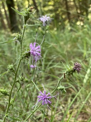 Liatris squarrosa