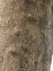 Platanus occidentalis