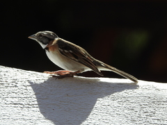 Zonotrichia capensis insularis