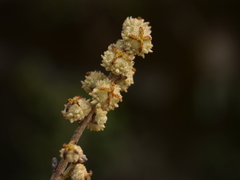 Mallotus tetracoccus