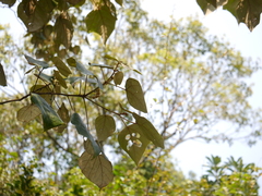 Mallotus tetracoccus