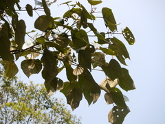 Mallotus tetracoccus