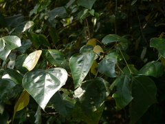 Mallotus tetracoccus