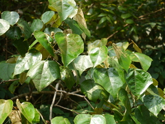 Mallotus tetracoccus