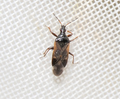 Anthocoris confusus