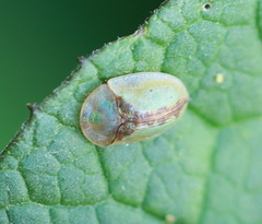 Cassida vibex