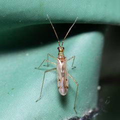 Dicyphus epilobii