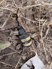 Phryneta aurocincta