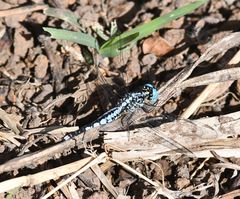 Acisoma attenboroughi