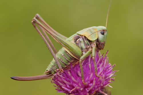 Margasis žiogas nuotrauka