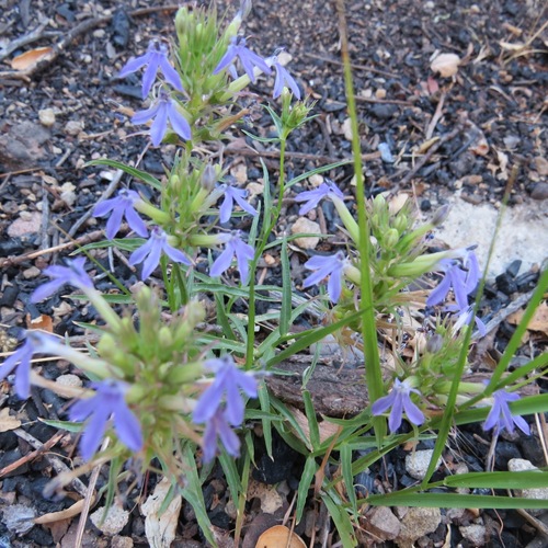 iNaturalist observation photo of Dunn's Lobelia