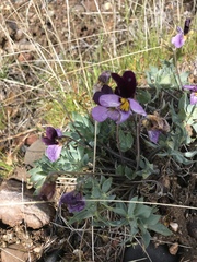 Viola trinervata