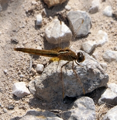 Crocothemis erythraea