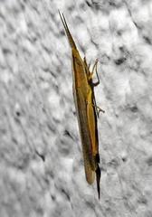 Brachycrotaphus tryxalicerus