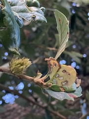 Andricus quercusfoliatus