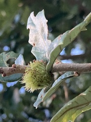 Andricus quercusfoliatus