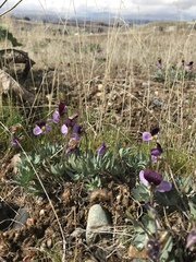 Viola trinervata