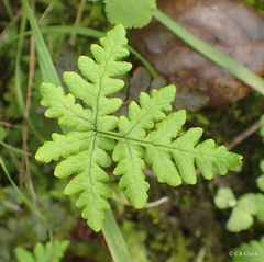 Pentagramma triangularis triangularis