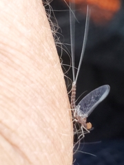 Callibaetis ferrugineus hageni