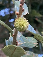 Andricus quercusfoliatus