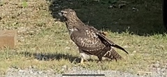 Buteo jamaicensis