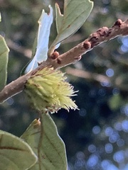 Andricus quercusfoliatus