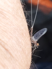 Callibaetis ferrugineus hageni