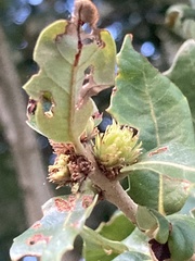 Andricus quercusfoliatus