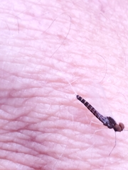 Callibaetis ferrugineus hageni