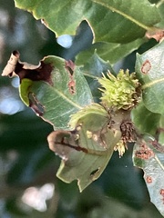 Andricus quercusfoliatus