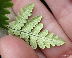 Pentagramma triangularis triangularis