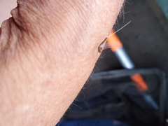 Callibaetis ferrugineus hageni