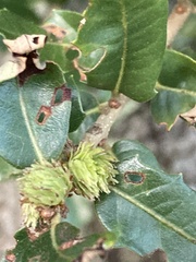 Andricus quercusfoliatus