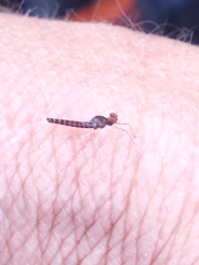 Callibaetis ferrugineus hageni