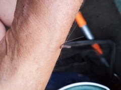 Callibaetis ferrugineus hageni