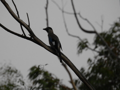 Garrulus glandarius atricapillus