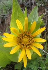 Wyethia glabra