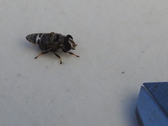 Copestylum tamaulipanum