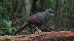 Polyplectron inopinatum