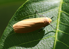 Eilema sororcula