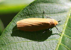 Eilema sororcula