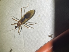 Zeluroides americanus