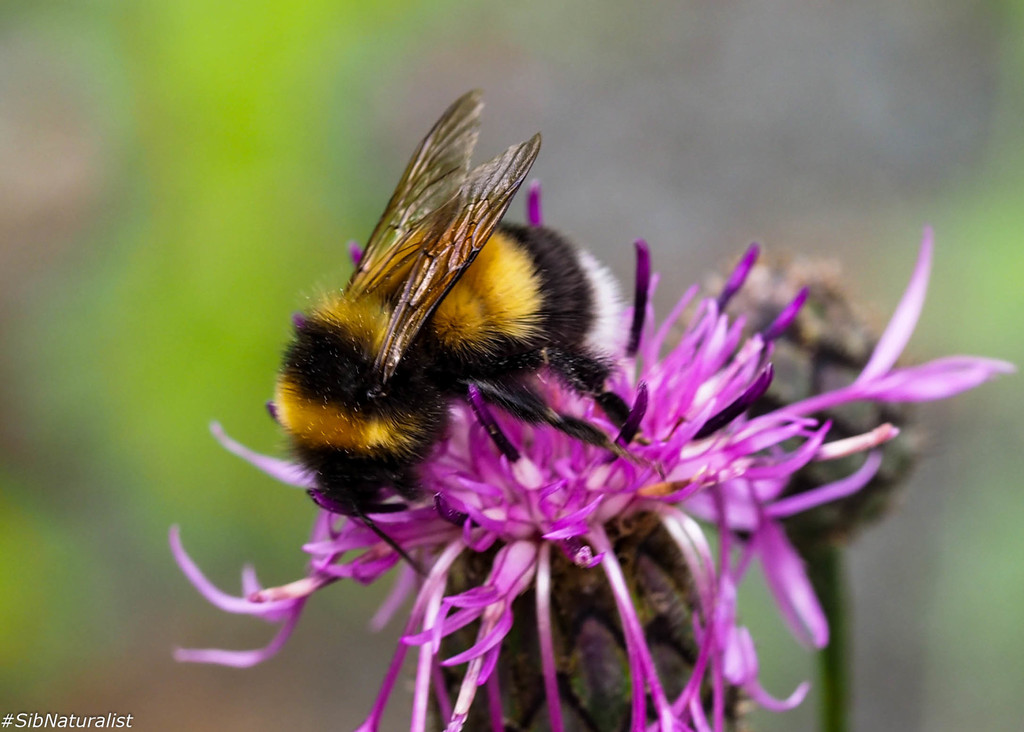 Sporadic Bumble Bee (Bombus sporadicus)