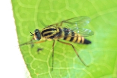 Thereva aurata