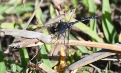 Diplacodes lefebvrii