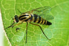Thereva aurata